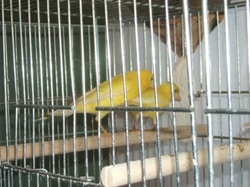 american singer canary for sale near me